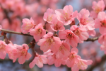 April 2023: a flourishing start to spring for the European hotel industry